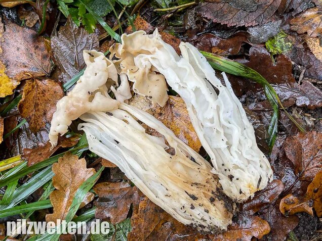 Herbstlorchel, Helvella crispa