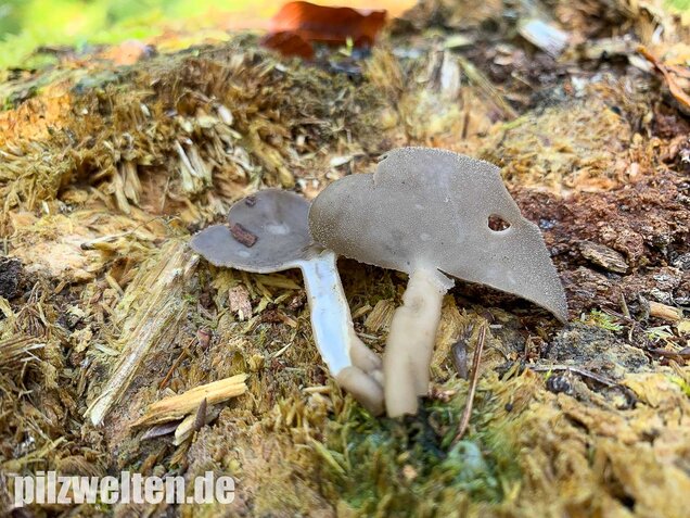 Langstielige Becherlorchel, Helvella macropus