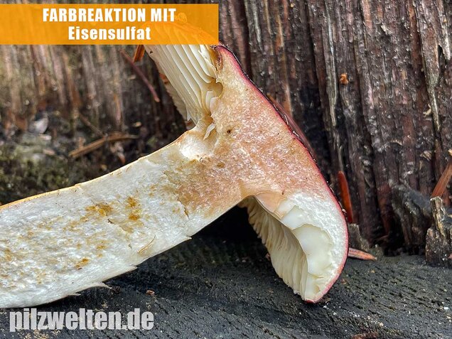 Lederstieltäubling, Russula viscida