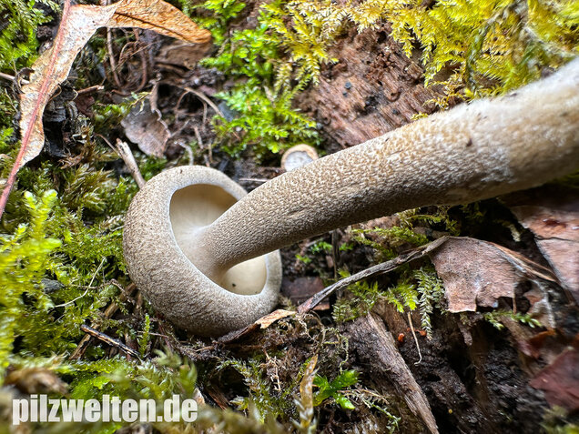 Maiporling, Bewimperter Stielporling, Lentinus substrictus