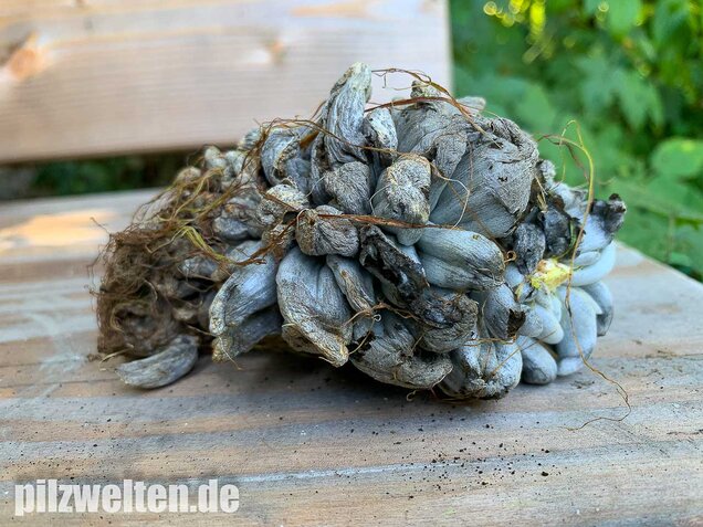 Maisbeulenbrand, Ustilago maydis