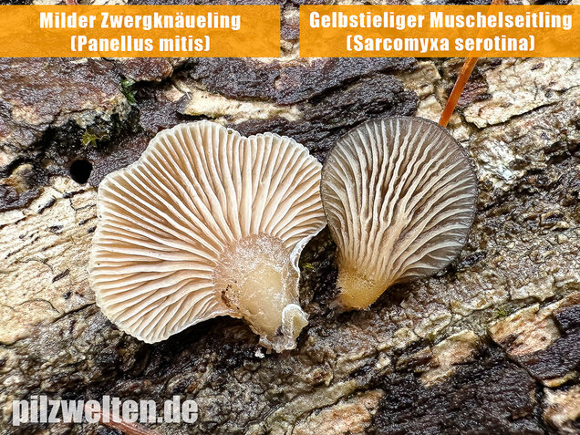 Milder Zwergknäueling, Weißer Muschelseitling, Panellus mitis