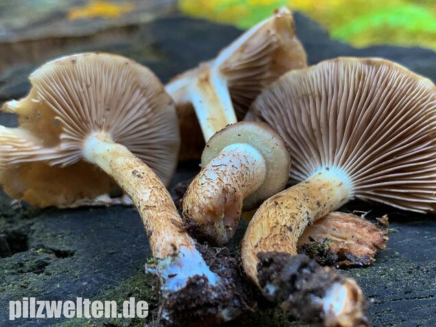 Nadelwaldschüppling, Pholiota spumosa