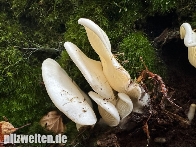 Ohrförmiger Seitling, Pleurocybella porrigens
