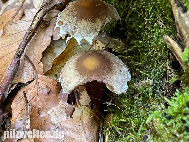 Reichbeschleierter Faserling, Psathyrella spintrigeroides