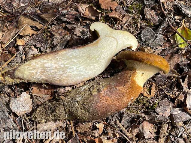 Samtfußkrempling, Tapinella atrotomentosa