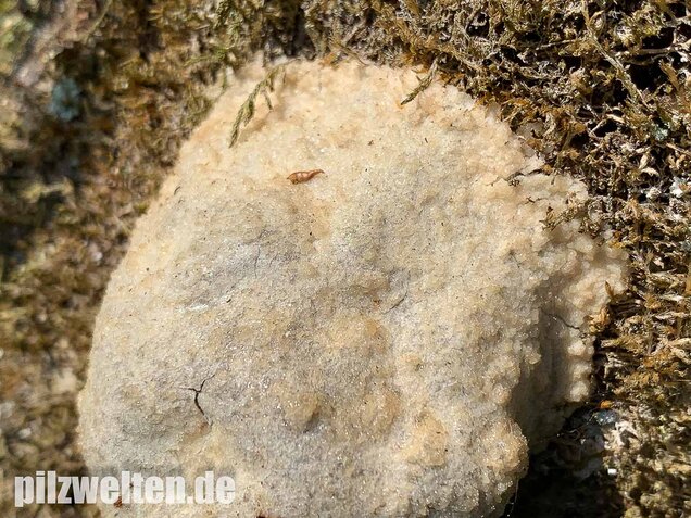 Stäublings-Schleimpilz, Enteridium lycoperdon
