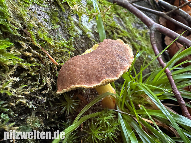 Starkblauender Rotfußröhrling, Xerocomellus cisalpinus