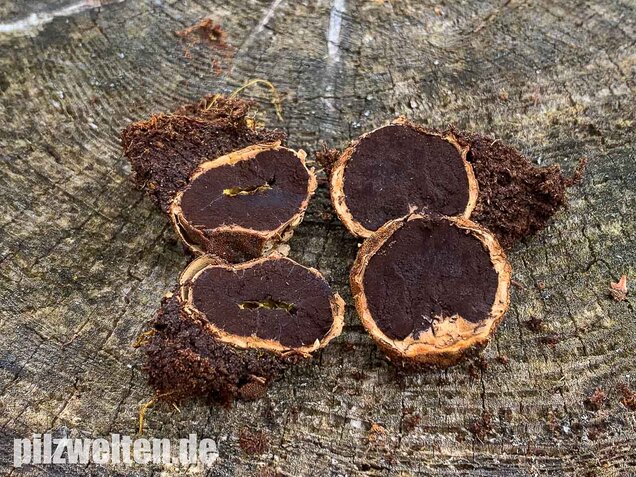 Warzige Hirschtrüffel, Elaphomyces granulatus