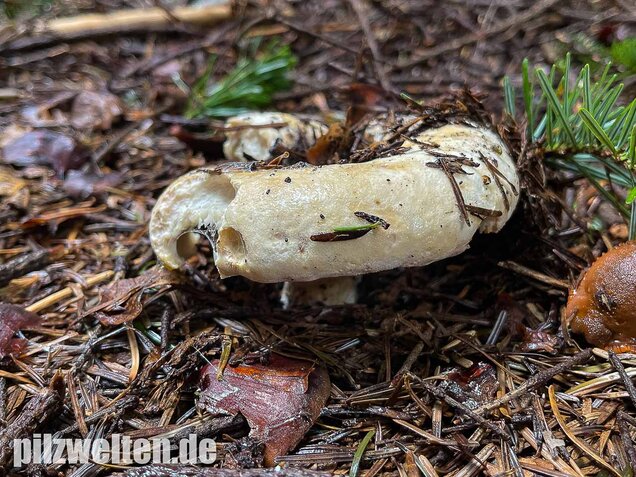 Wolliger Milchling, Lactifluus vellereus