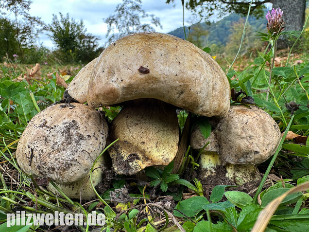 Wurzelnder Bitterröhrling, Caloboletus radicans