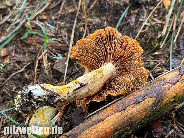 Gilbender Raukopf, Cystinarius rubicundulus