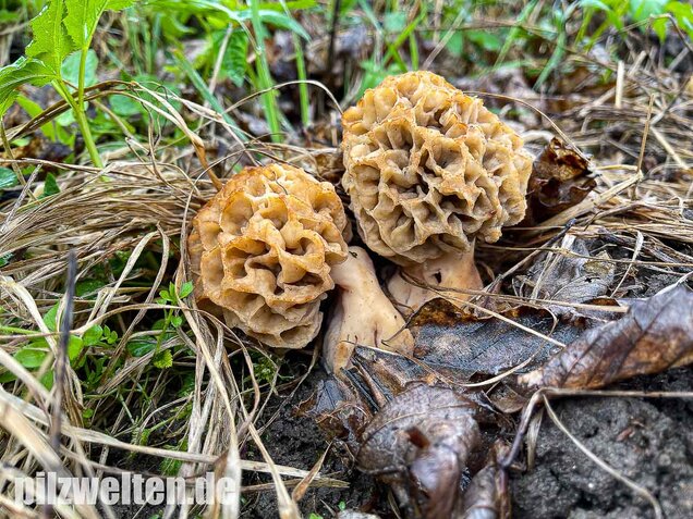 Dickfüßige Speisemorchel, Morchella crassipes