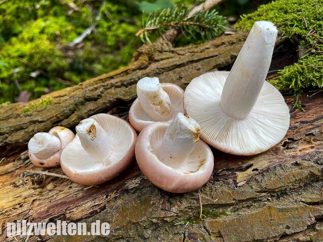 Speisetäubling, Russula vesca