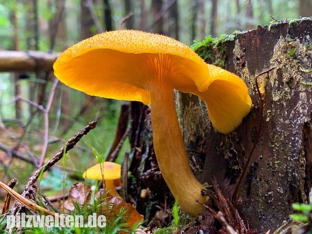 Goldgelber Holzritterling, Tricholomopsis decora