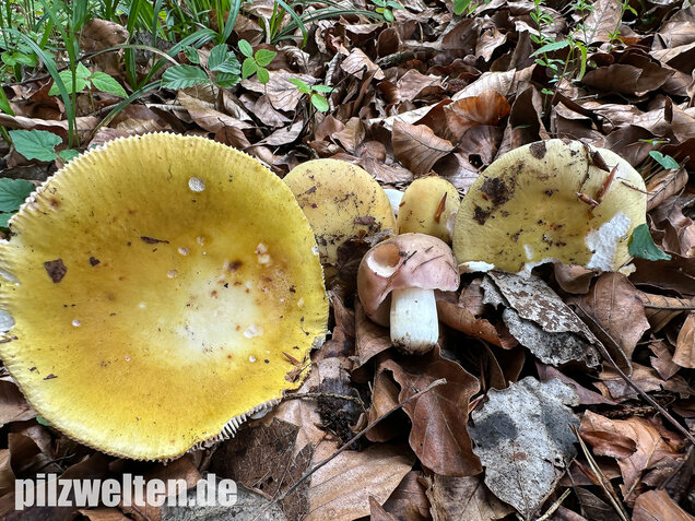 Grüner Speisetäubling, Russula heterophylla