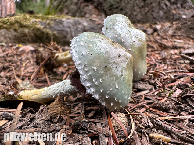 Grünspanträuschling, Stropharia aeruginosa