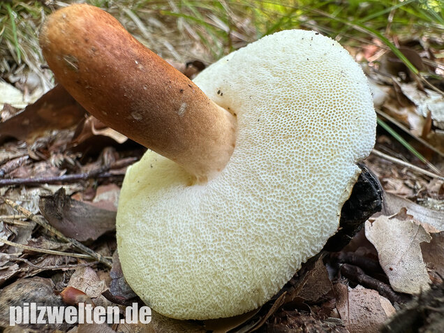 Hasenröhrling, Zimtröhrling, Gyroporus castaneus