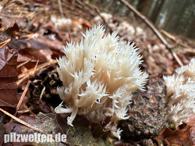 Kammkoralle, Kammförmiger Keulenpilz, Clavulina coralloides