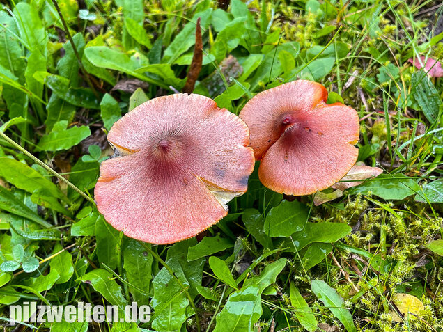 Kegeliger Saftling, Schwärzender Saftling, Hygrocybe conica