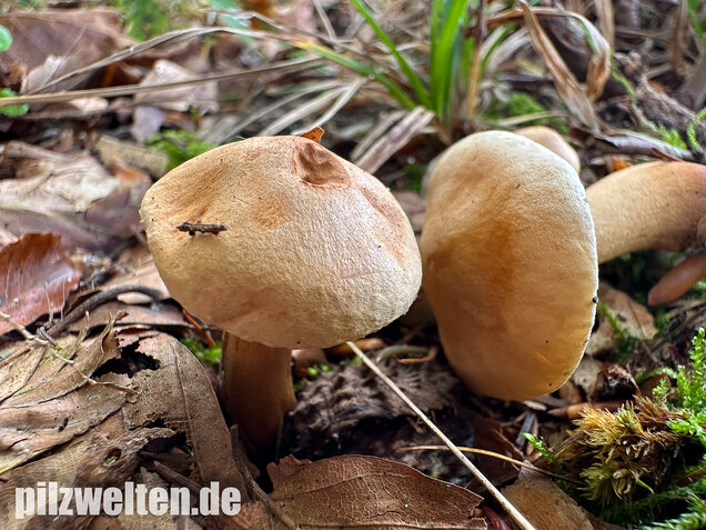 Lärchenritterling, Schwammiger Ritterling, Tricholoma psammopus