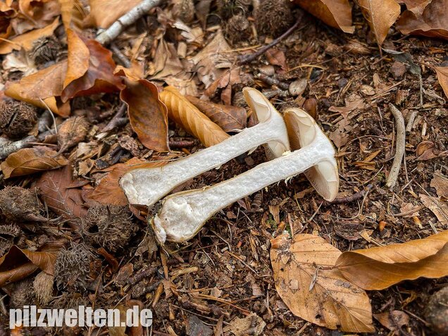 Laubholzhallimasch, Armillaria gallica
