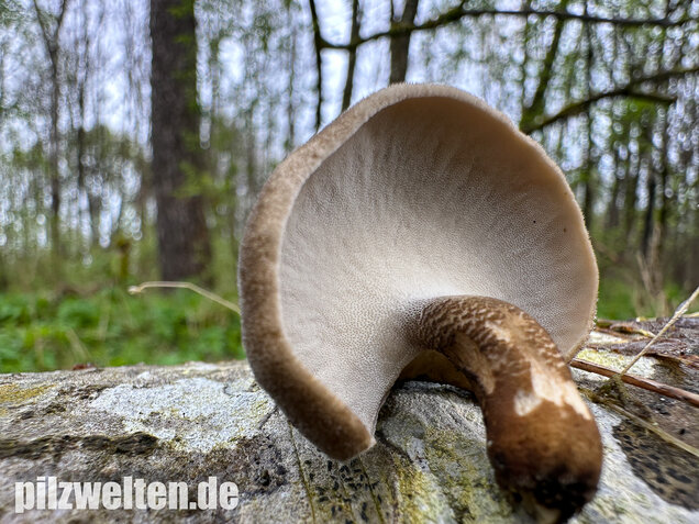 Maiporling, Bewimperter Stielporling, Lentinus substrictus