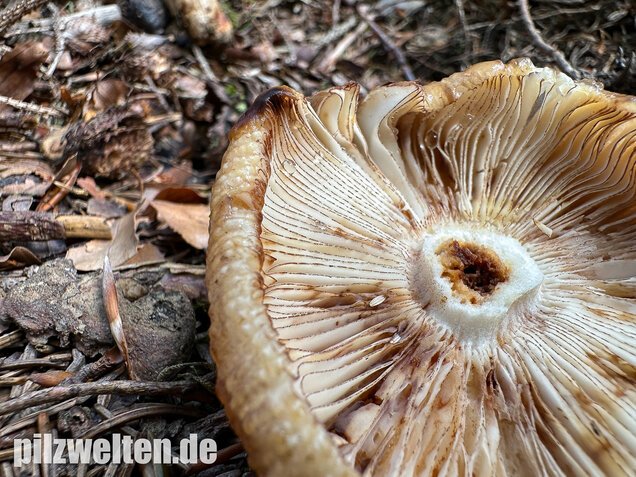 Morsetäubling, Marzipantäubling, Russula illota