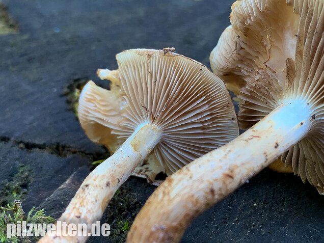 Nadelwaldschüppling, Pholiota spumosa