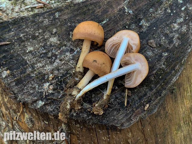 Nelkenschwindling, Marasmius oreades