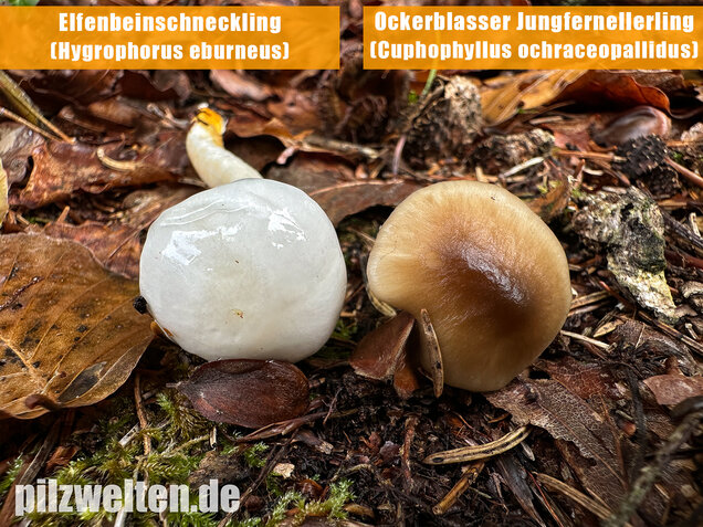 Ockerblasser Jungfernellerling, Cuphophyllus ochraceopallidus