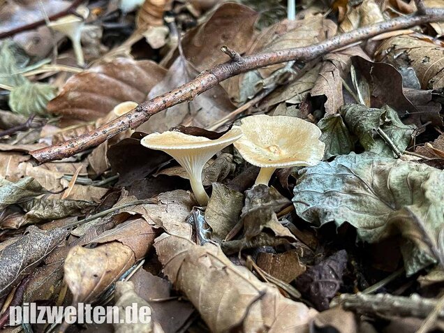 Ockerbrauner Trichterling, Infundibulicybe gibba