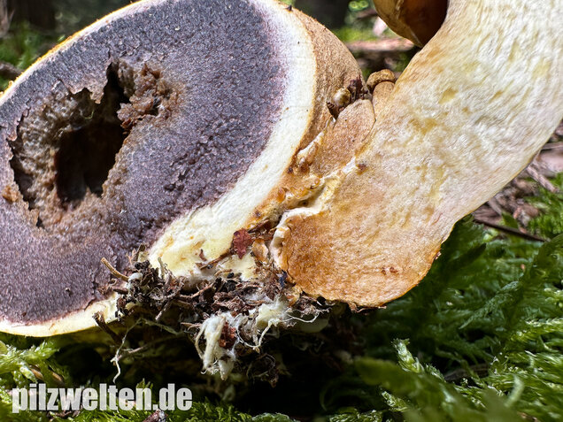 Parasitischer Röhrling, Pseudoboletus parasiticus