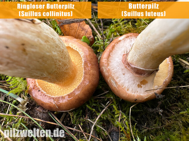 Butterpilz, Butterröhrling, Suillus luteus
