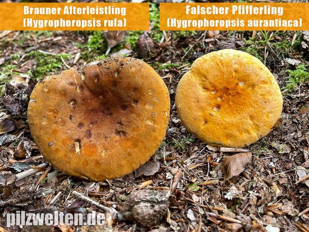 Falscher Pfifferling, Afterleistling, Hygrophoropsis aurantiaca