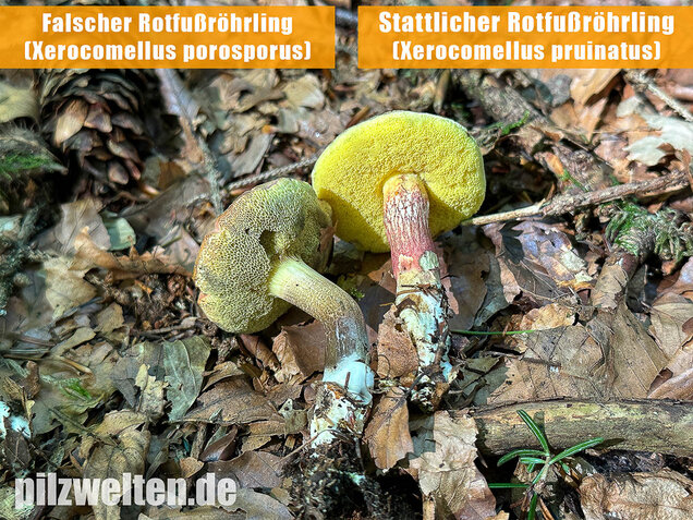Falscher Rotfußröhrling, Düsterer Rotfußröhrling, Xerocomellus porosporus