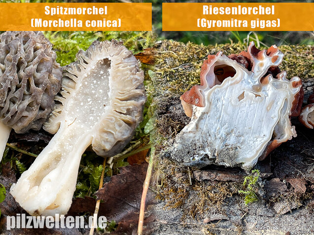 Spitzmorchel, Morchella elata, Morchella conica