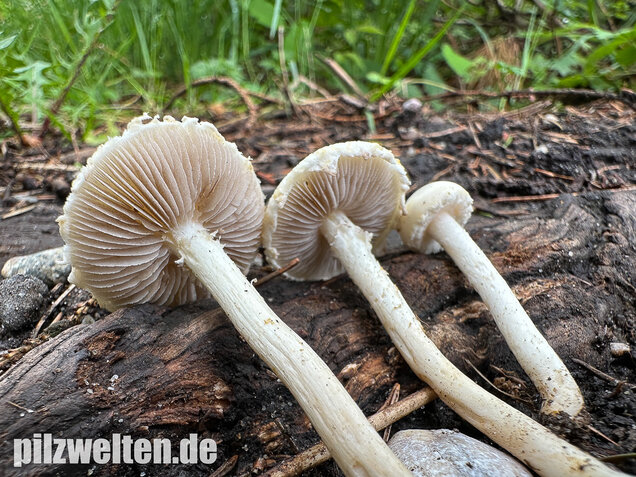 Weißer Ackerling, Rissiger Ackerling, Agrocybe dura