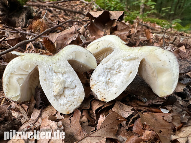 Weißstieliger Ledertäubling, Russula romellii