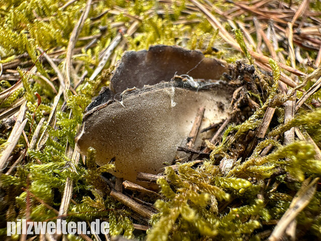 Schwarzweiße Rippen-Becherlorchel, Dissingia leucomelaena