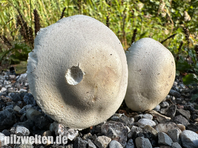Seidiger Egerlingsschirmling, Leucoagaricus holosericeus