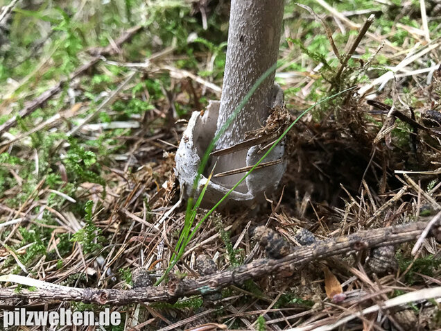 Silbergrauer Scheidenstreifling, Amanita argentea