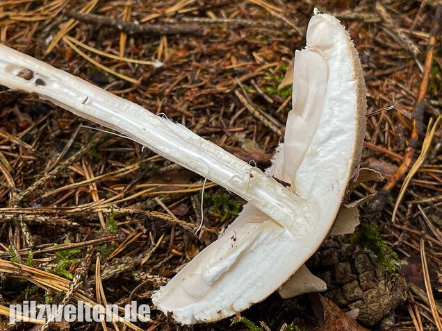 Sternschuppiger Riesenschirmling, Macrolepiota fuliginosa