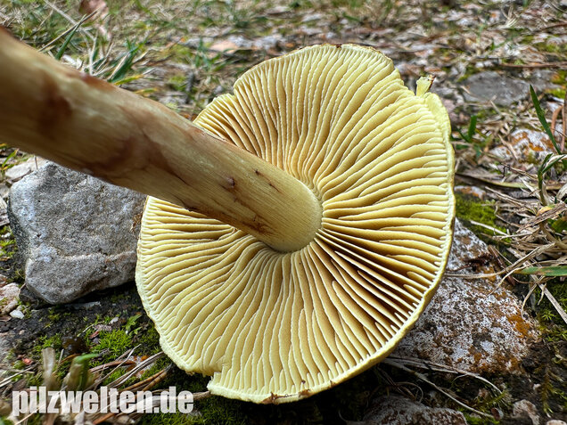 Stinkender Schleimkopf, Gelber Schleimkopf, Phlegmacium mussivum