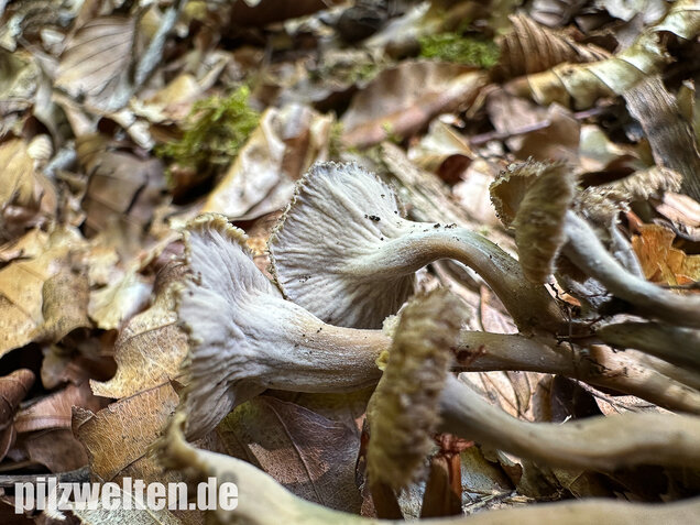 Krause Kraterelle, Krauser Leistling, Craterellus undulatus
