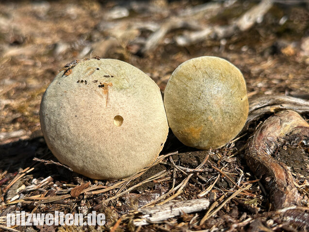 Weißer Birkenpilz, Leccinum holopus
