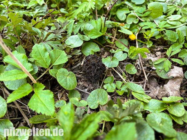 Spitzmorchel, Morchella elata, Morchella conica