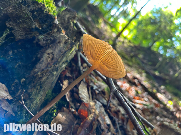 Wurzelnder Schleimrübling, Grubiger Wurzelrübling, Hymenopellis radicata