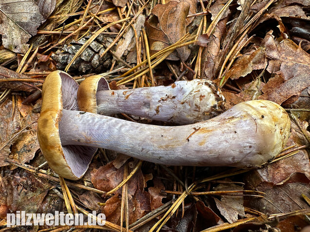 Zyanblättriger Klumpfuß, Cyanblättriger Klumpfuss, Thaxterogaster fulvo-ochrascens