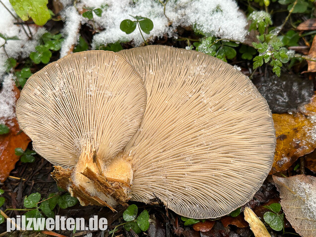 Austernseitling, Austernpilz, Kalbfleischpilz, Pleurotus ostreatus